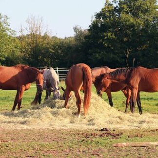 Les allergies respiratoires des chevaux vues sous l'angle des traitements alternatifs