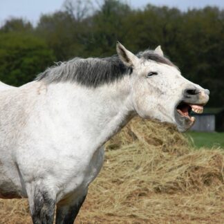 Séminaire l'estomac des chevaux, entre mythe et réalité