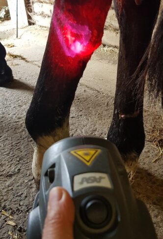 Laser médical SlowVéto Hannia Duvivier