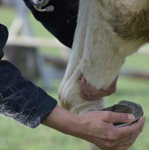 Médecine Vétérinaire Allopathique - Approche holistique pour le bien-être global des chevaux