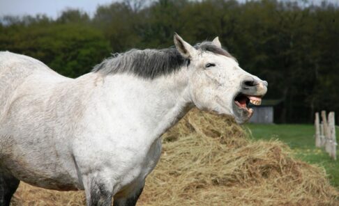 Séminaire l'estomac des chevaux, entre mythe et réalité {{brizy_dc_image_alt entityId=
