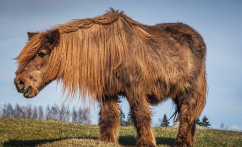 Syndrome de cushing - Formation Slowvéto {{brizy_dc_image_alt entityId=
